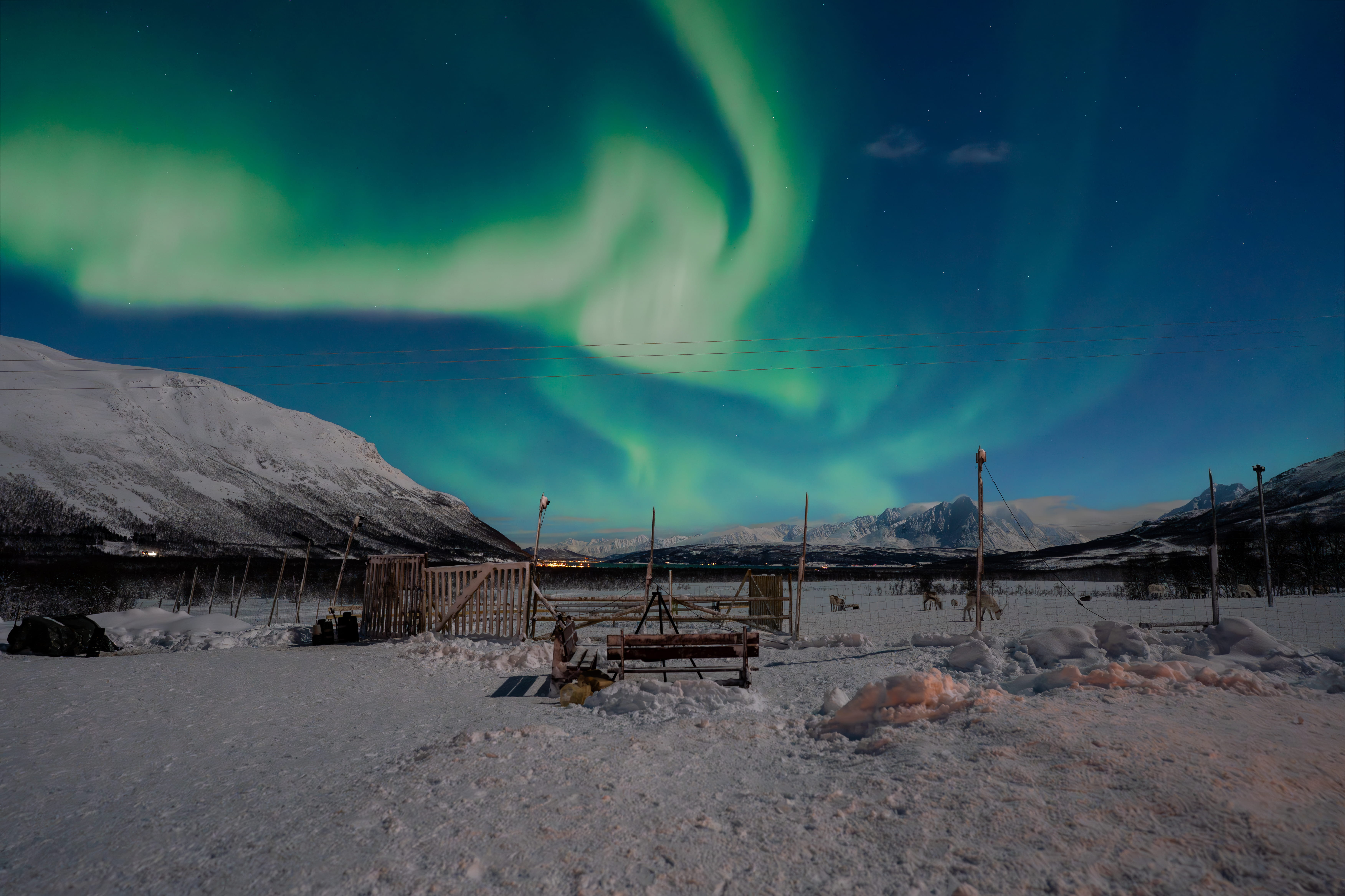 A person wearing a winter coat and fur hat is feeding a reindeer. Other people and reindeer are visible in the snowy background.