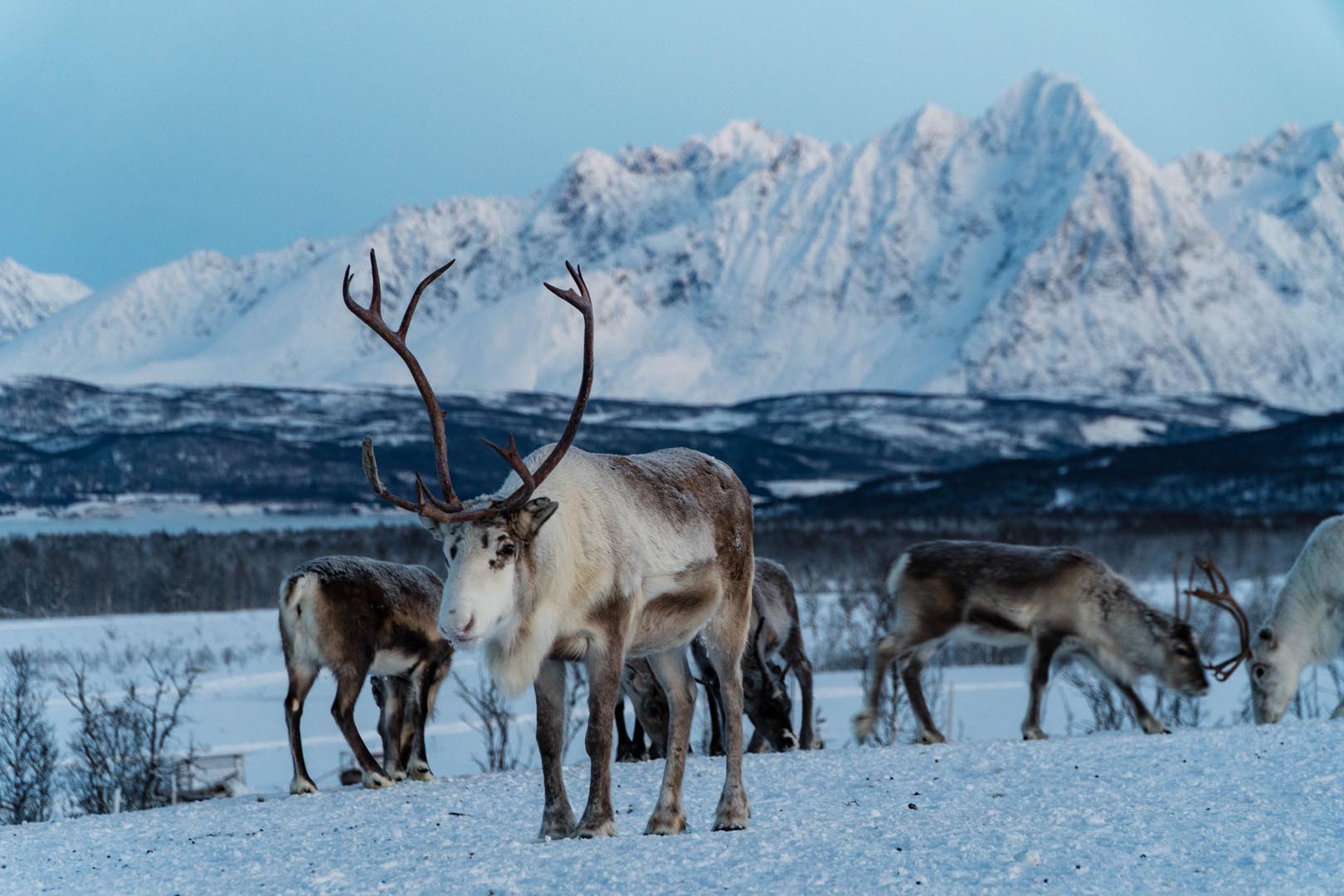 Experience an authentic Tromso camping tent stay with Sámi guides, reindeer encounters, Arctic nature, and Northern Lights potential. Book your adventure today!