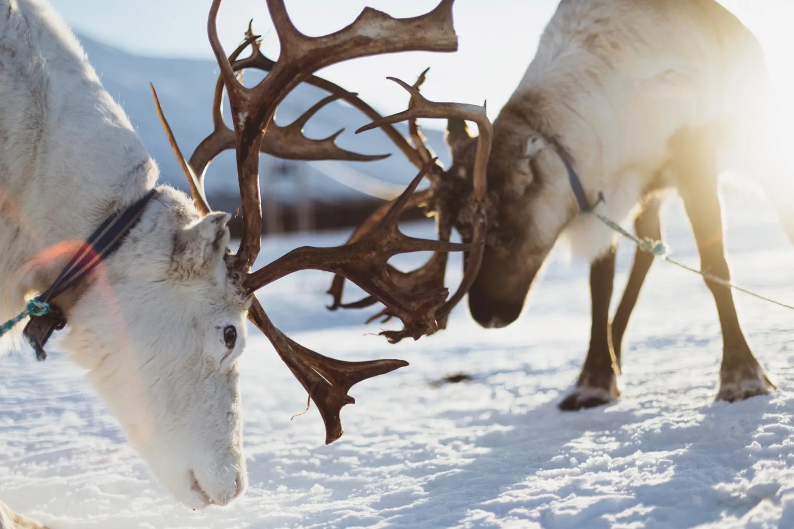 Reindeer in Arctic snow during a Sámi cultural experience on Tromsø day trips