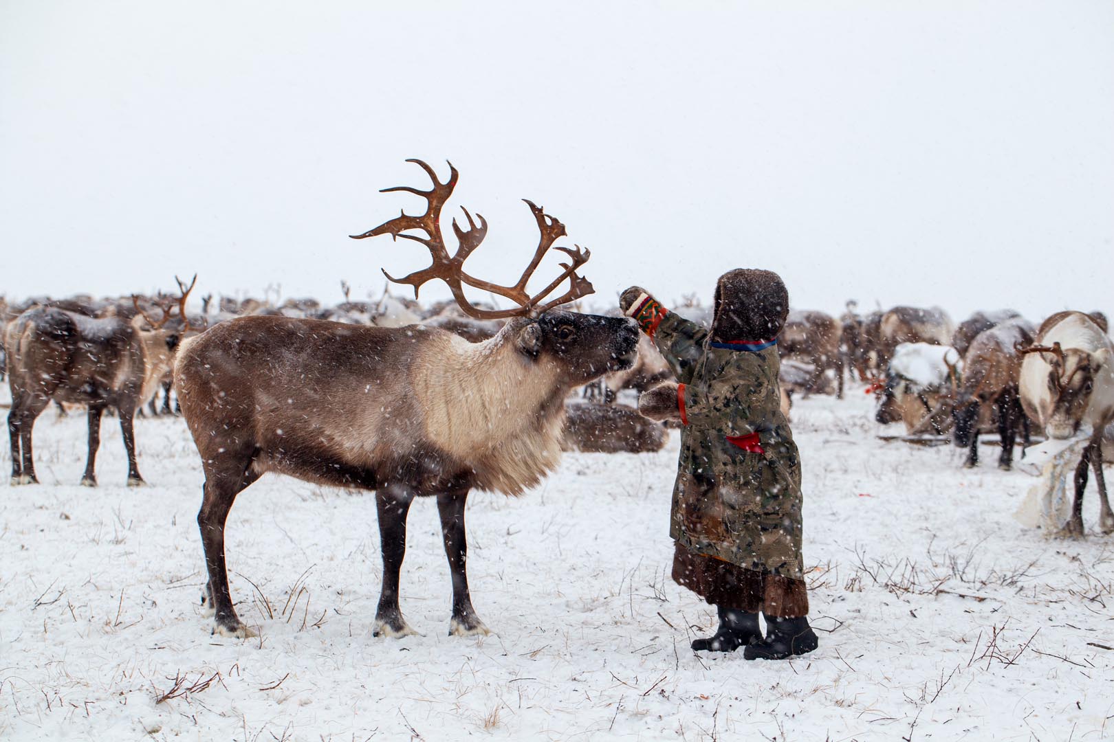 Sámi guide feeding reindeer herd during one of Tromsø Lapland's unique tours in Arctic Norway