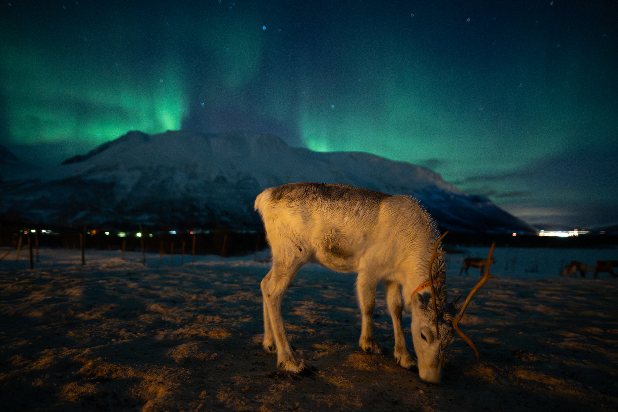 Reindeer grazing under the northern lights with a backdrop of snow-covered mountains. The scene conveys a serene and mystical nighttime atmosphere.