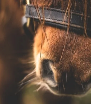 Massage is a Way to Relieve Your Horse's Soreness