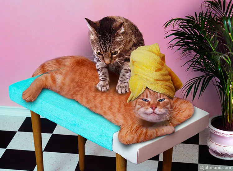 Cats massaging