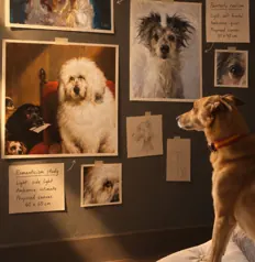 Retratos de mascotas e imágenes de referencia