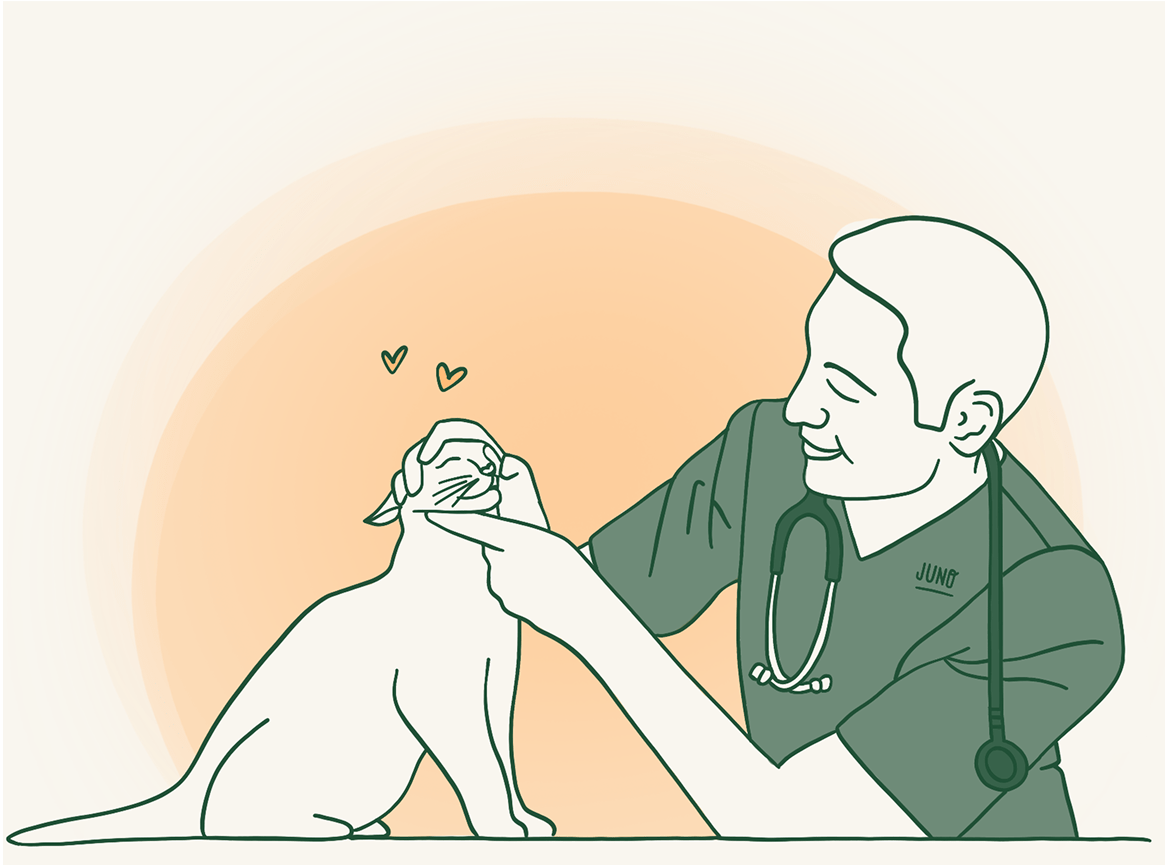 Veterinarian examining a small dog on examination table with stethoscope