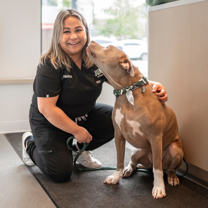 Main Street's Practice Manager,  Paula kneeling beside brown and white pit bull type dog 