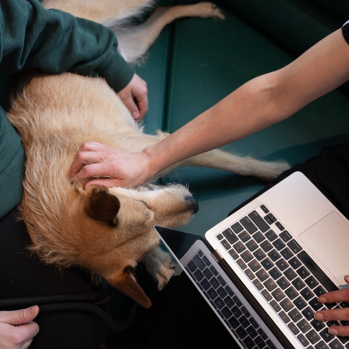 Hands examining or petting a dog while person uses laptop computer