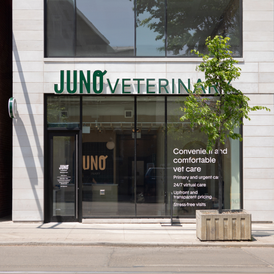 Street view of Juno Veterinary Leslieville clinic with large glass windows, signage above, and a small tree in front.