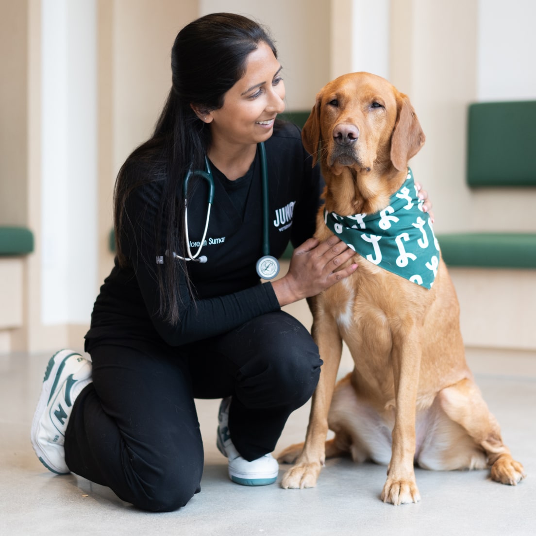 Veterinarian kneeling beside a large golden dog wearing a green Juno bandana inside a clinic.