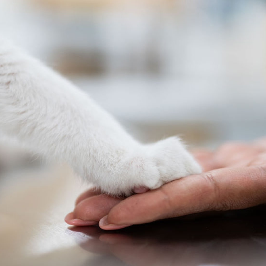 Close-up of a cat’s white paw gently resting on a human hand.