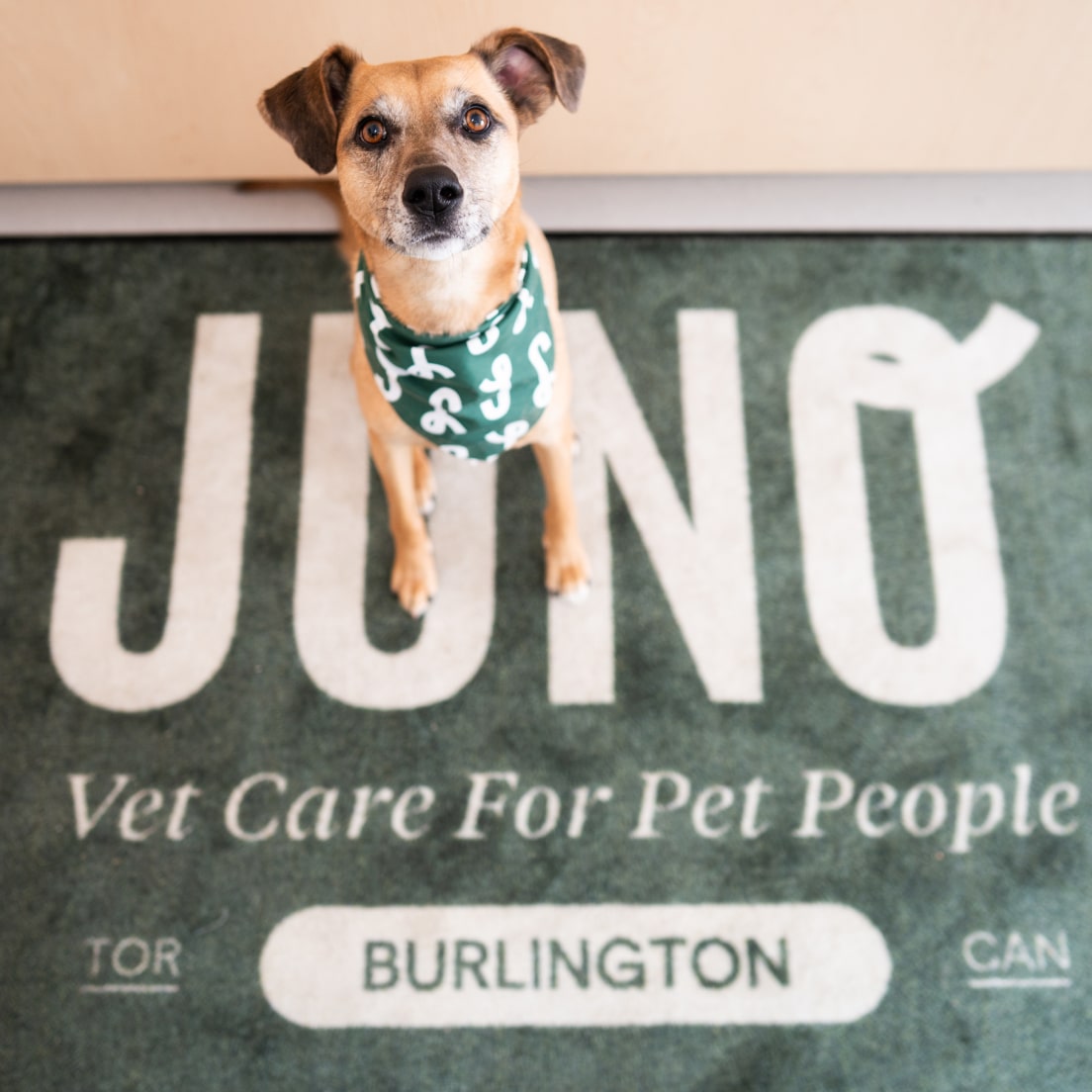 Brown dog wearing a green Juno bandana sitting on a mat that reads “JUNO Vet Care For Pet People Burlington.