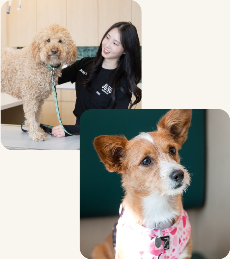 RVT examining a curly-haired dog on a table and a small brown-and-white dog wearing a pink bandana.