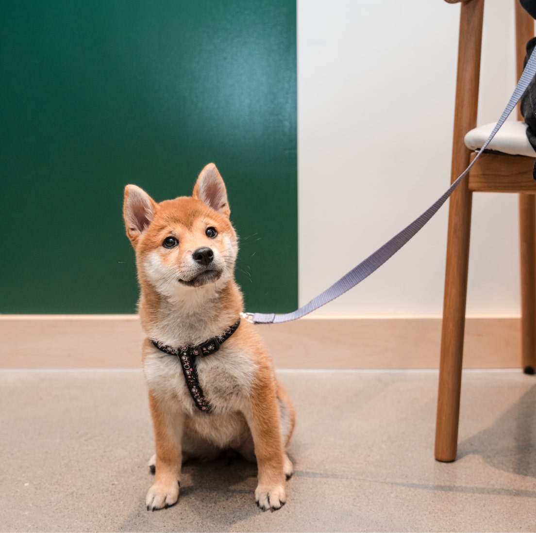 Shiba Inu puppy sitting on the floor with a leash in a veterinary clinic