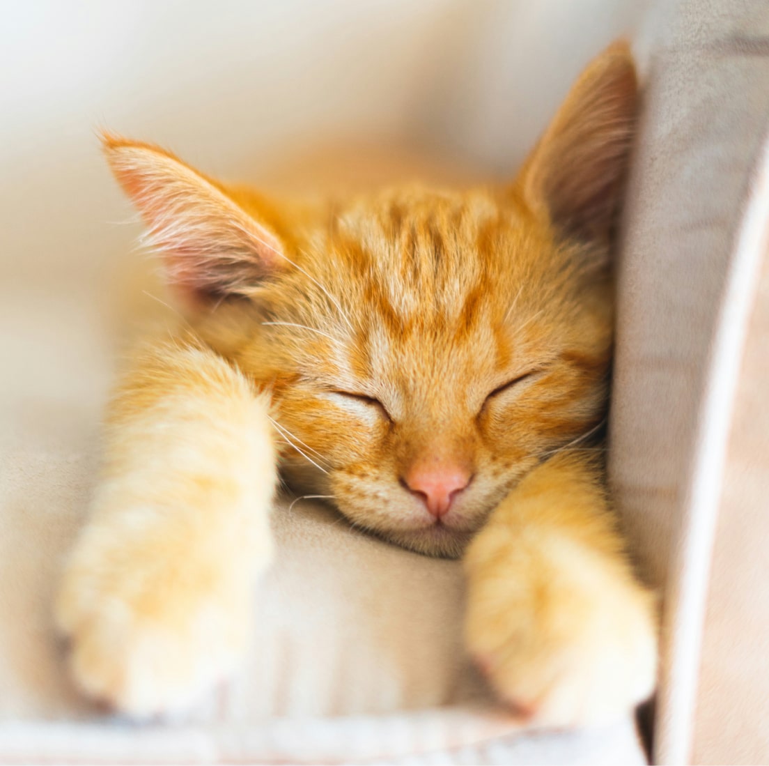 Orange kitten sleeping peacefully on a couch.
