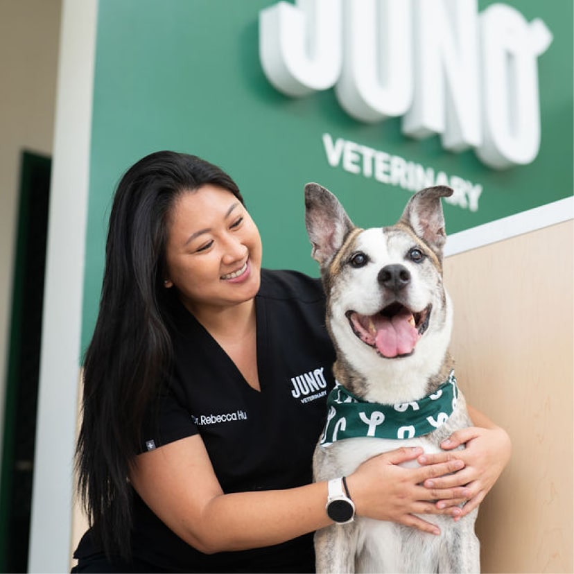 Veterinarian from Juno Eglinton  smiling while hugging a happy, senior dog in front of a Juno Veterinary sign.