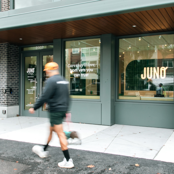 A person walking a small dog passes in front of a modern storefront for Juno Veterinary. The clinic has large windows with the Juno logo and the phrase “Care they’ll love, from vets you can trust” displayed. The building features green framing, wood paneling above the entrance, and a clean sidewalk in front.