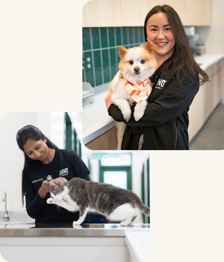 A collage of two photos: Dr. Katie is smiling and holding a small fluffy Pomeranian, and a Dr. Noreen is examining a grey and white cat on a table.