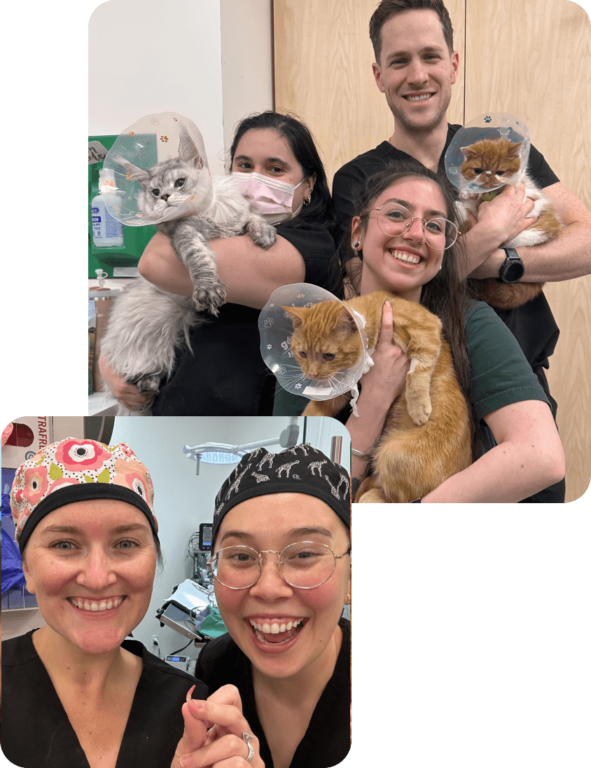 A collage showing team culture: the top photo features three smiling staff members holding three cats wearing protective cones, and the bottom photo shows two staff members in colorful surgical caps smiling excitedly for a selfie.