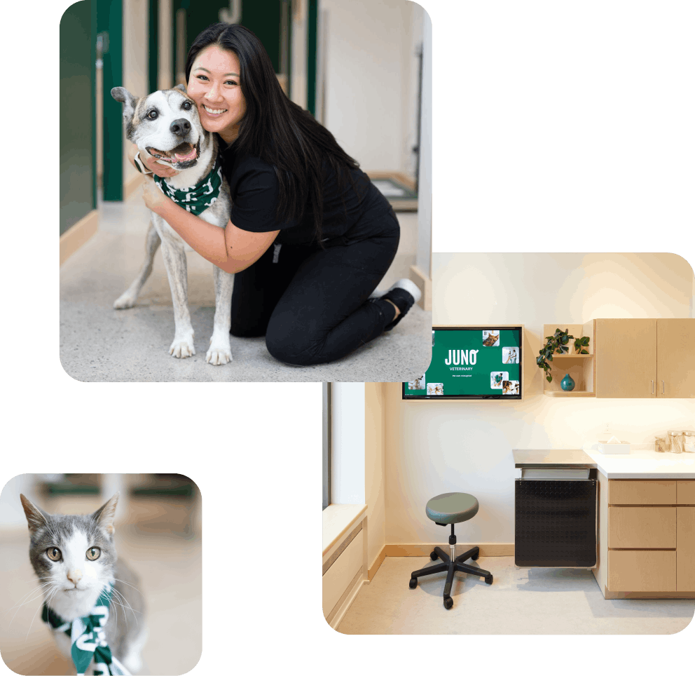 A collage of three images for Juno Veterinary: a smiling female vet hugging an older dog with a green bandana, a close-up of a grey and white cat wearing a matching bandana, and a modern, clean veterinary exam room featuring light wood cabinetry and a digital display