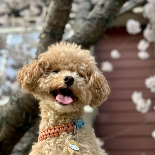 Apricot toy poodle sitting outdoors in front of cherry blossom trees