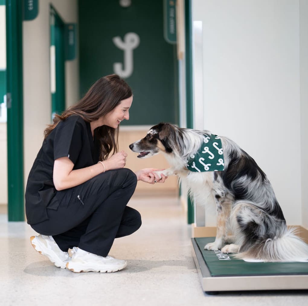 Juno Veterinary team member crouching down to offer a treat to a border collie mix sitting on a scale in the clinic hallway
