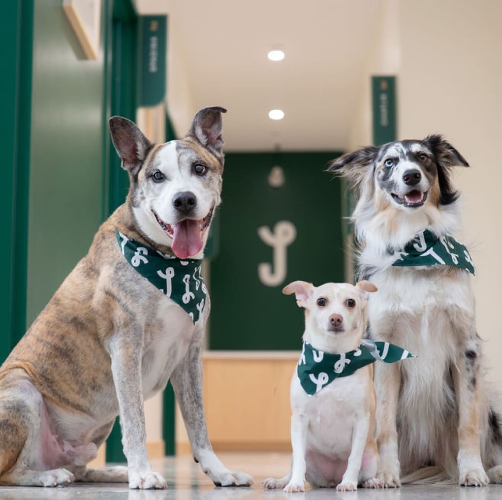 Three dogs of different sizes wearing teal Juno Veterinary bandanas, sitting together in the clinic hallway