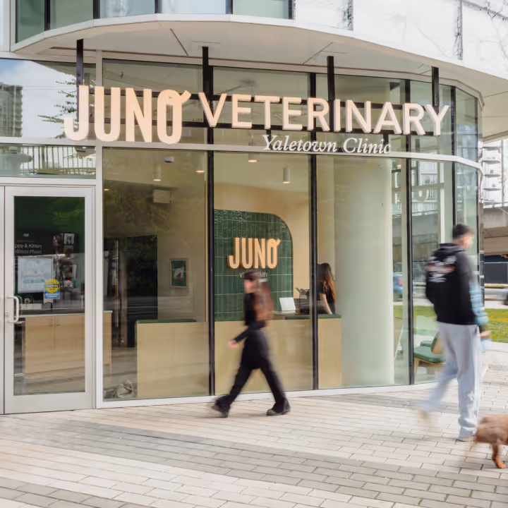 Exterior of Juno Veterinary Yaletown Clinic with glass facade, visible reception area, and pedestrians walking by.