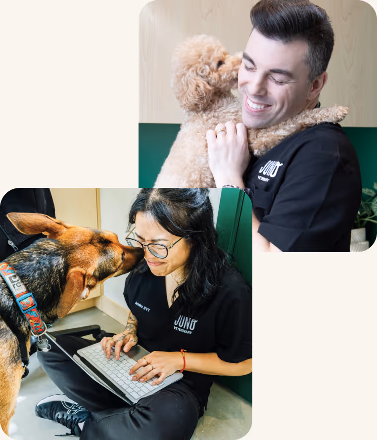 A collage - top right: Dr. Adam smiling and holding a small curly-haired dog, bottom right: an RVT sitting on the floor with a laptop as a dog licks her face and she laughs.