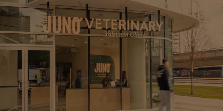 Entrance of Juno Veterinary Yaletown Clinic with glass doors and a man walking outside.