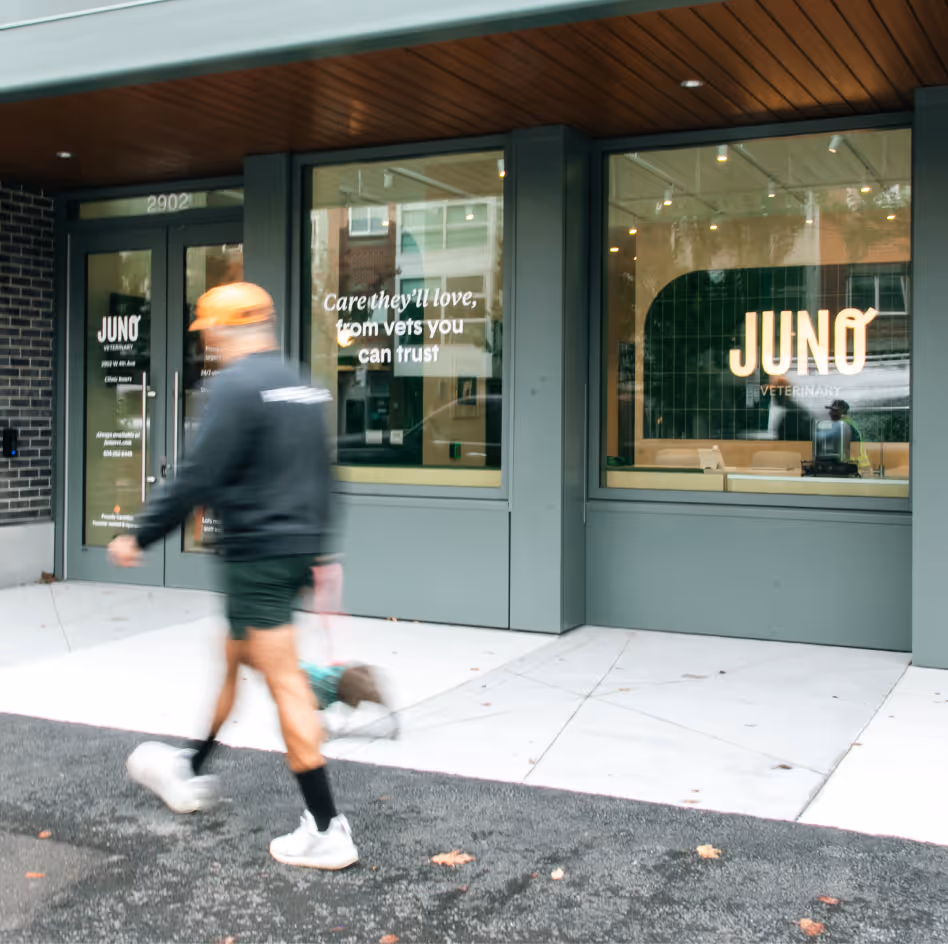 Person walking a dog past the entrance of Juno Kitsilano Veterinary Clinic with its logo and slogan visible.