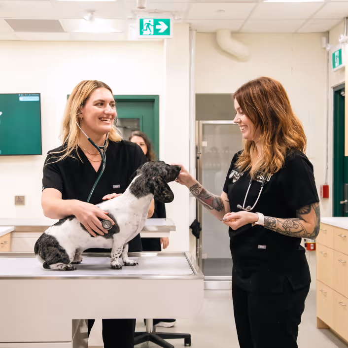 Two Juno Veterinary vets in black scrubs examining a black-and-white spaniel with a stethoscope on an exam table