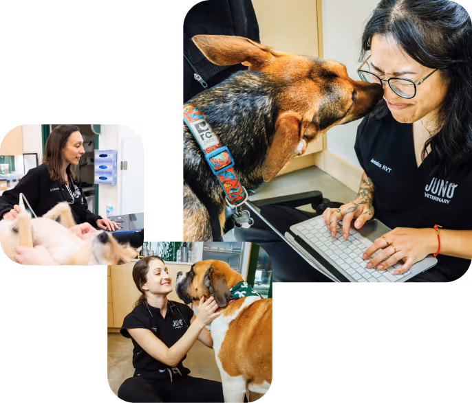 Veterinary staff interacting warmly with dogs and a cat during checkups at the clinic.