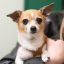Small brown and white dog with upright ears sitting against a green and brown background.