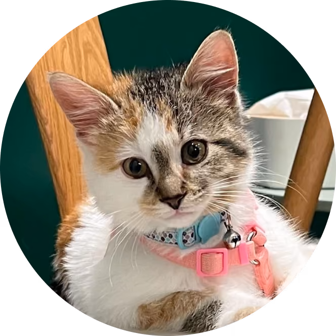 Close-up of a brown, white, and orange kitten wearing a pink harness and a blue collar with a bell.