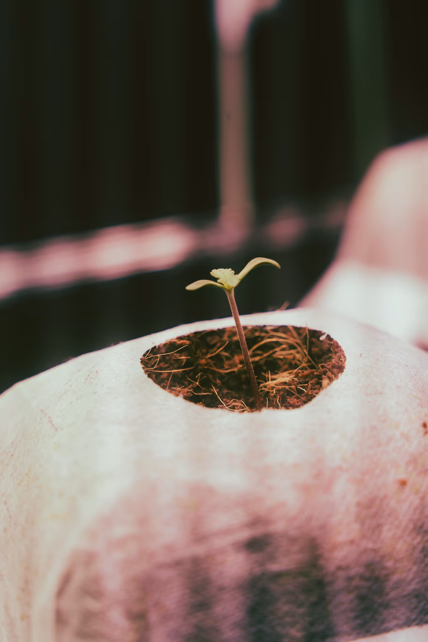 Close-up of a small green seedling sprouting from soil inside a hollowed-out pumpkin.