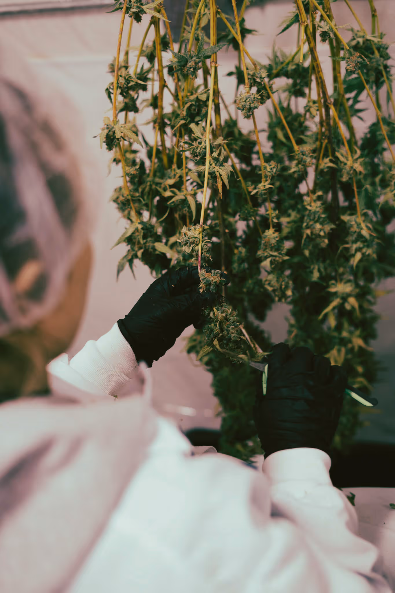 Person wearing black gloves trimming hanging cannabis plants indoors.