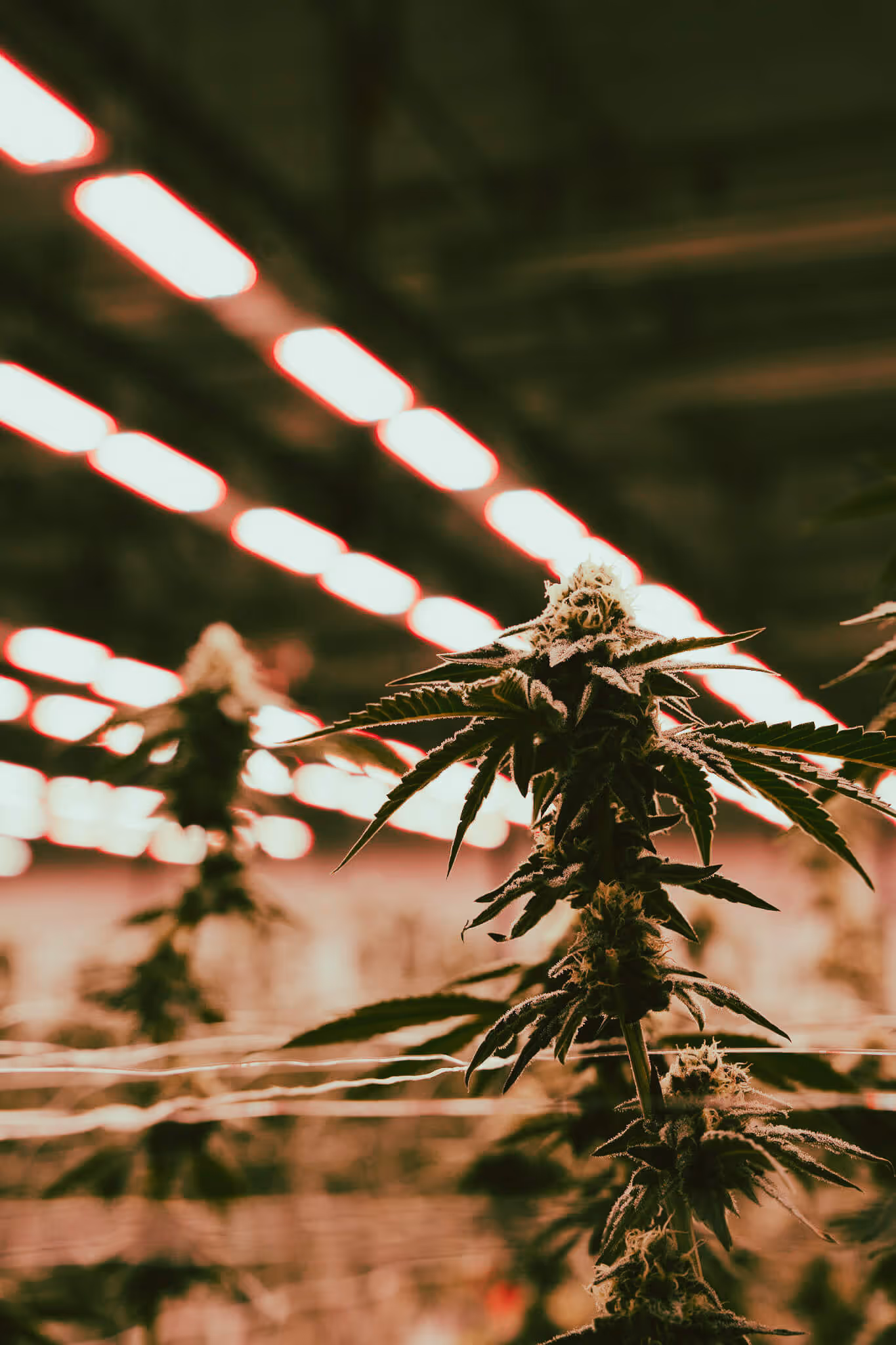 Close-up of a flowering cannabis plant under indoor grow lights.