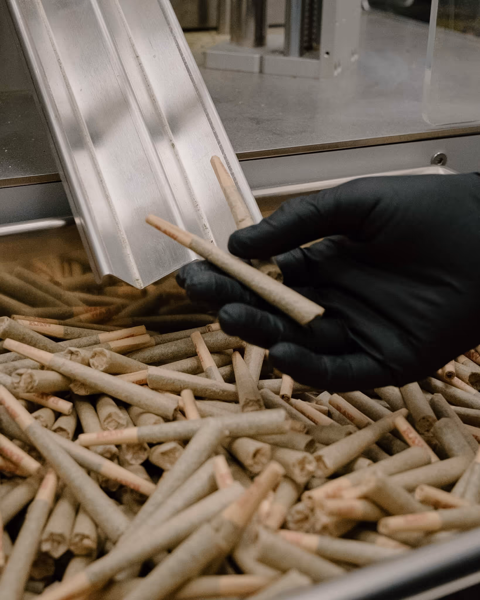 Gloved hand holding two pre-rolled cigarettes over a tray filled with many pre-rolled cigarettes.
