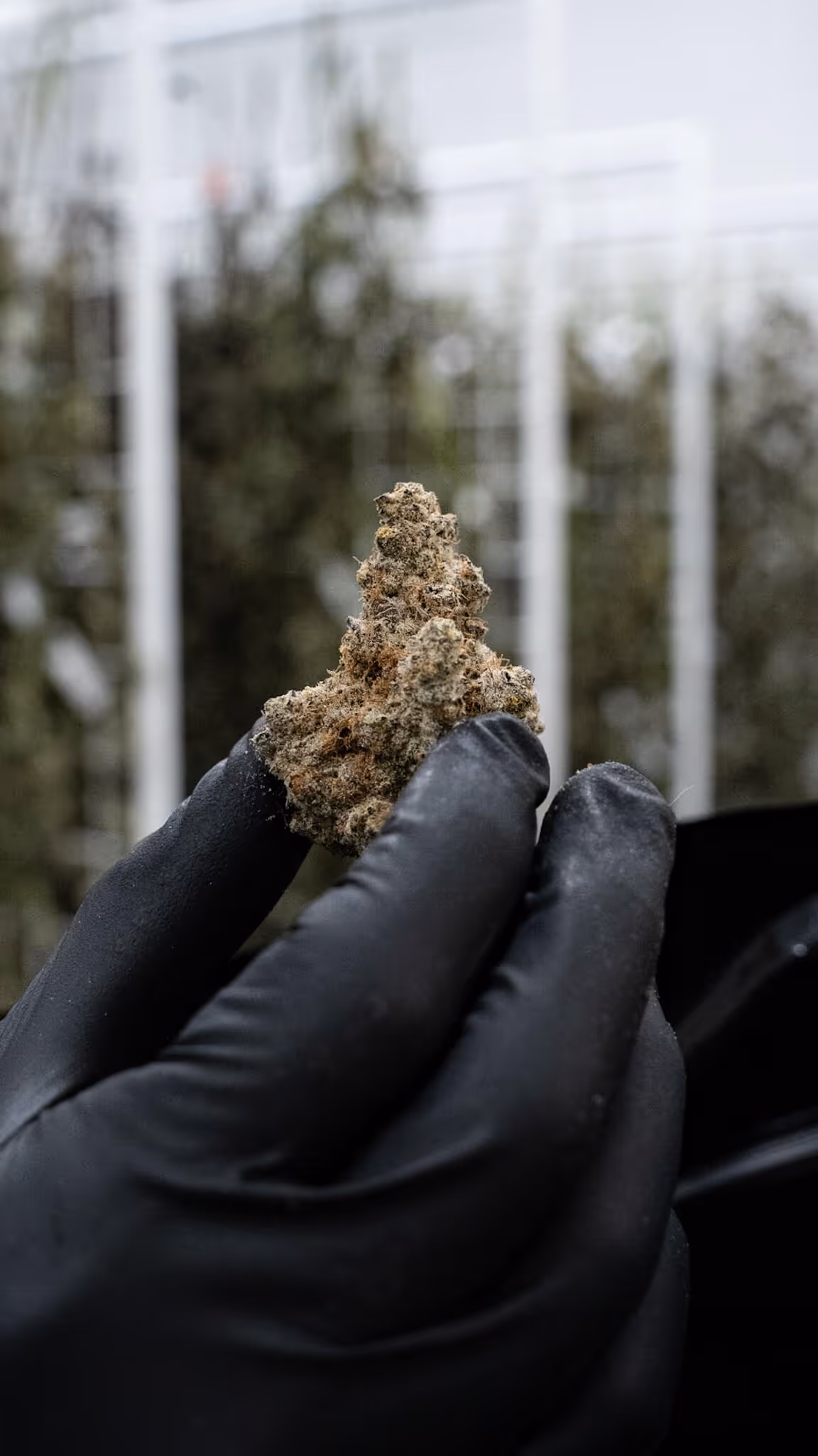 Hand in black glove holding a dense cannabis bud with blurred cannabis plants in the background.