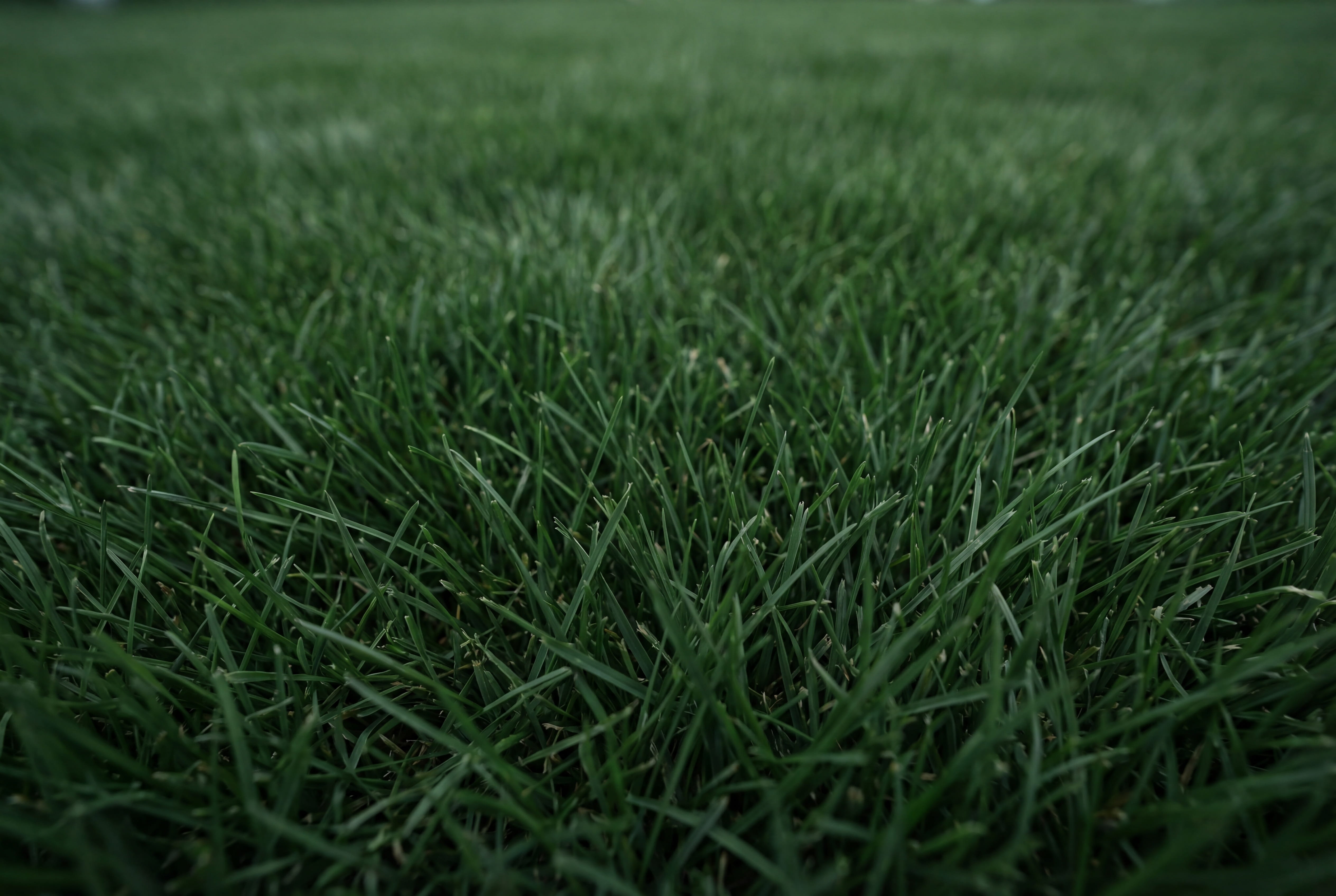 Fungicide & Disease