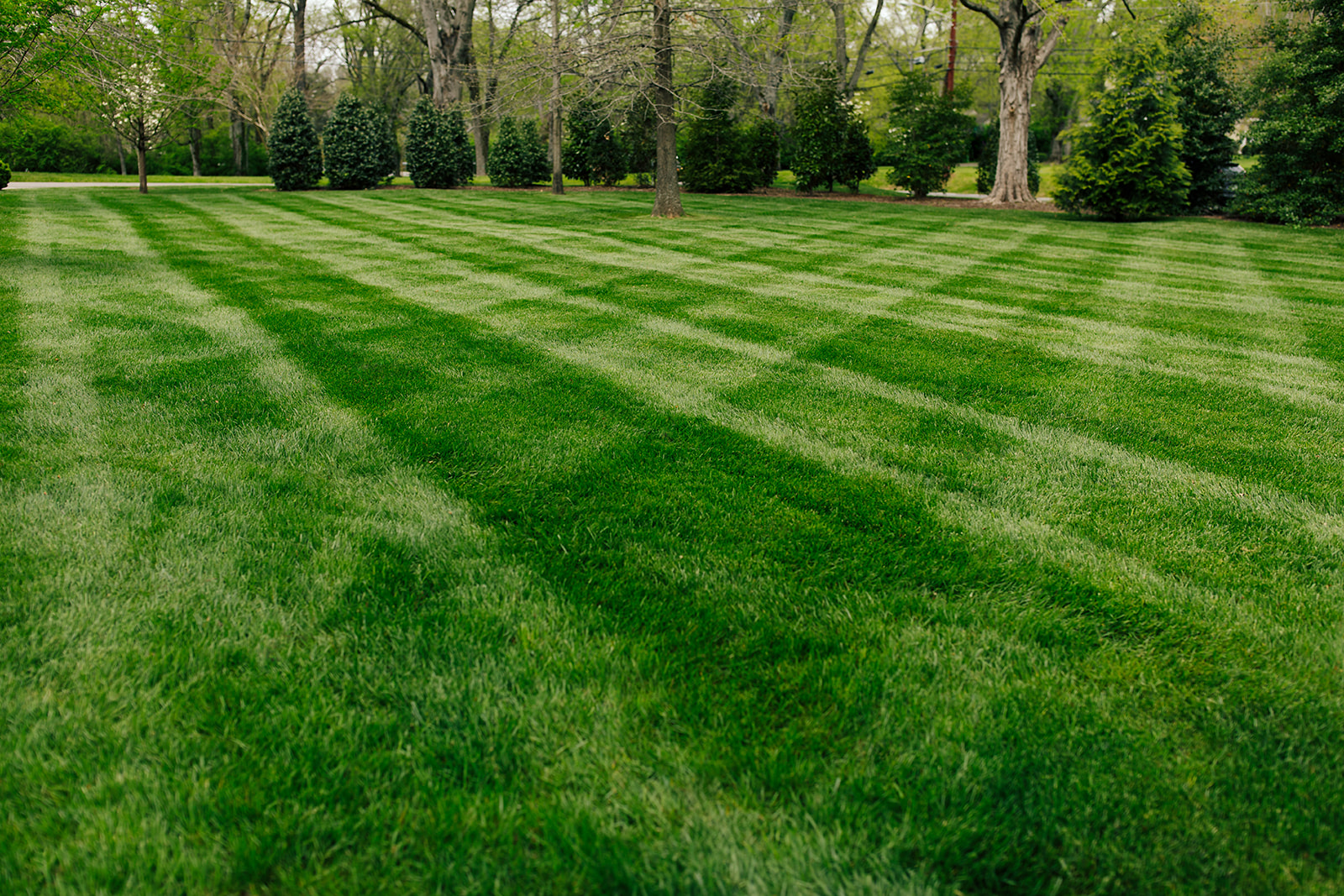Thick, striped lawn in Middle Tennessee
