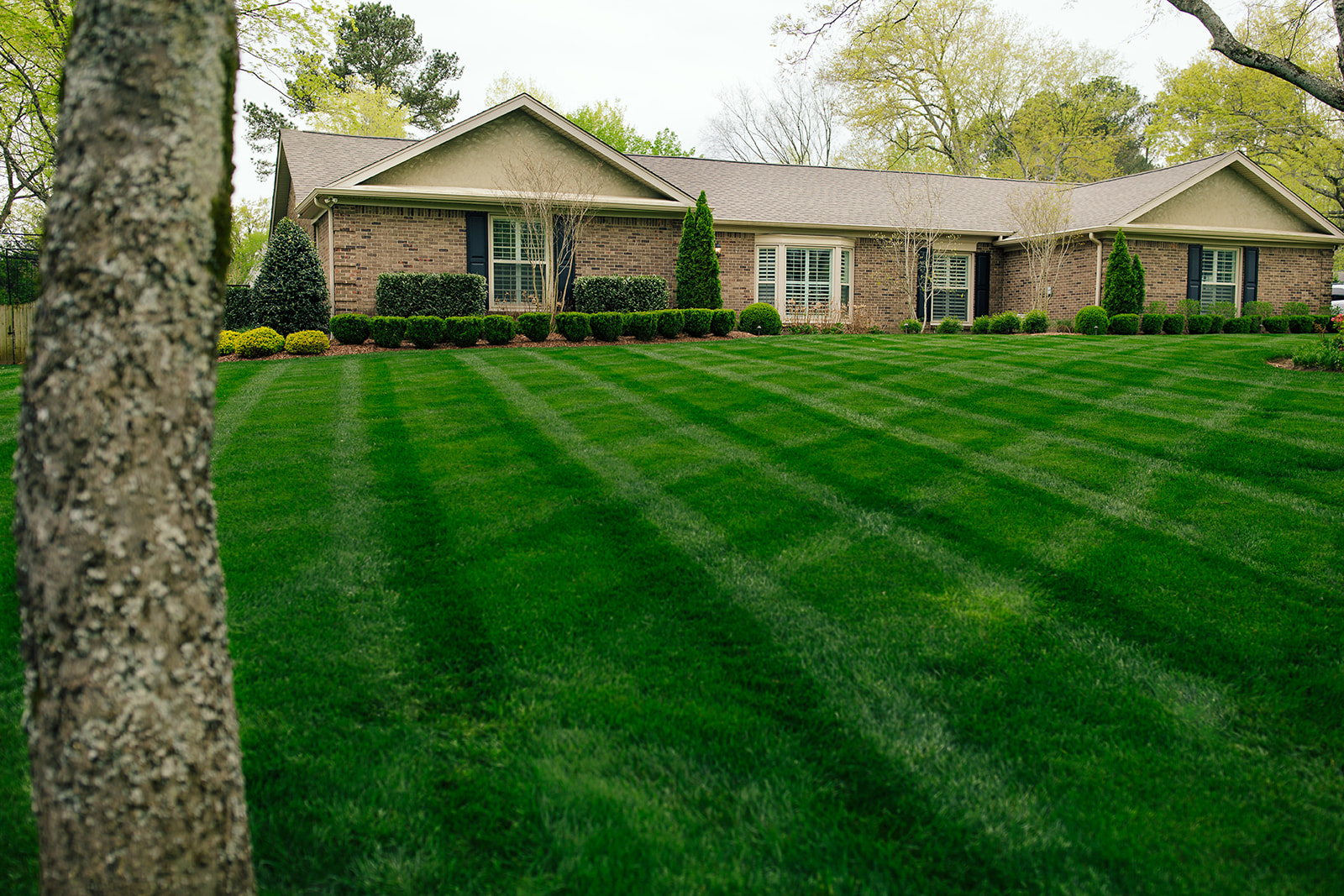 Thick, striped lawn in front of a brick ranch home