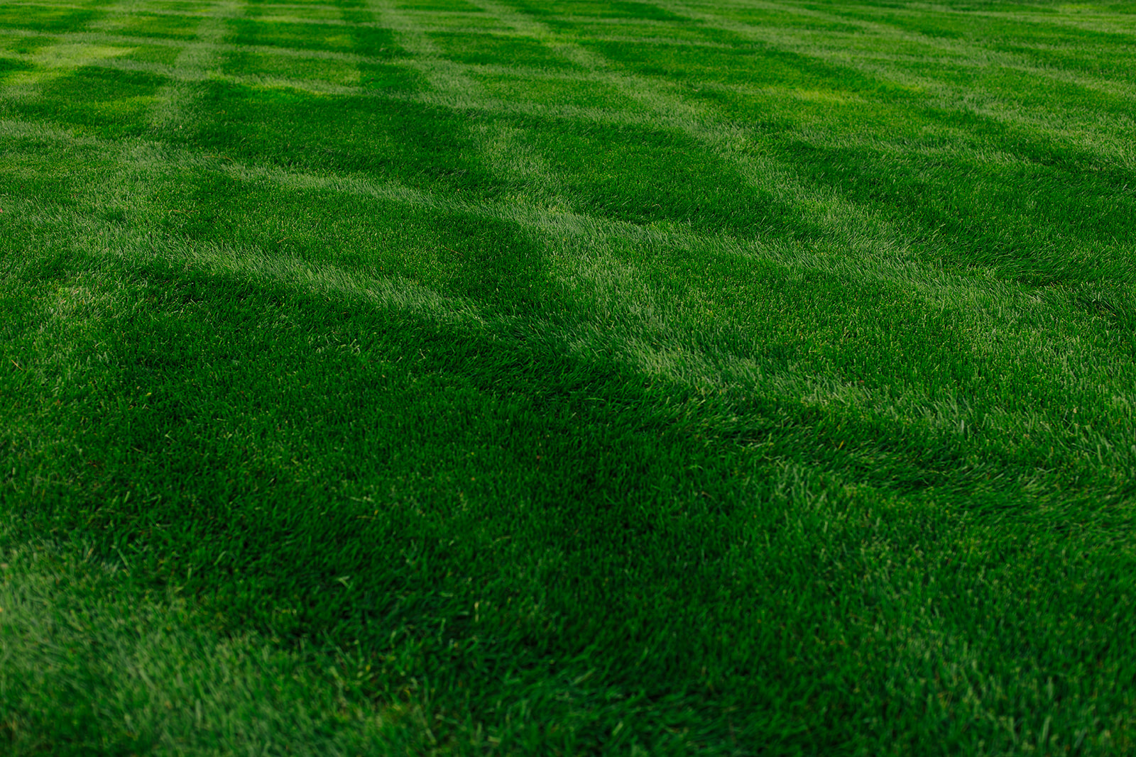 Close-up of thick, striped turf in a Middle Tennessee lawn