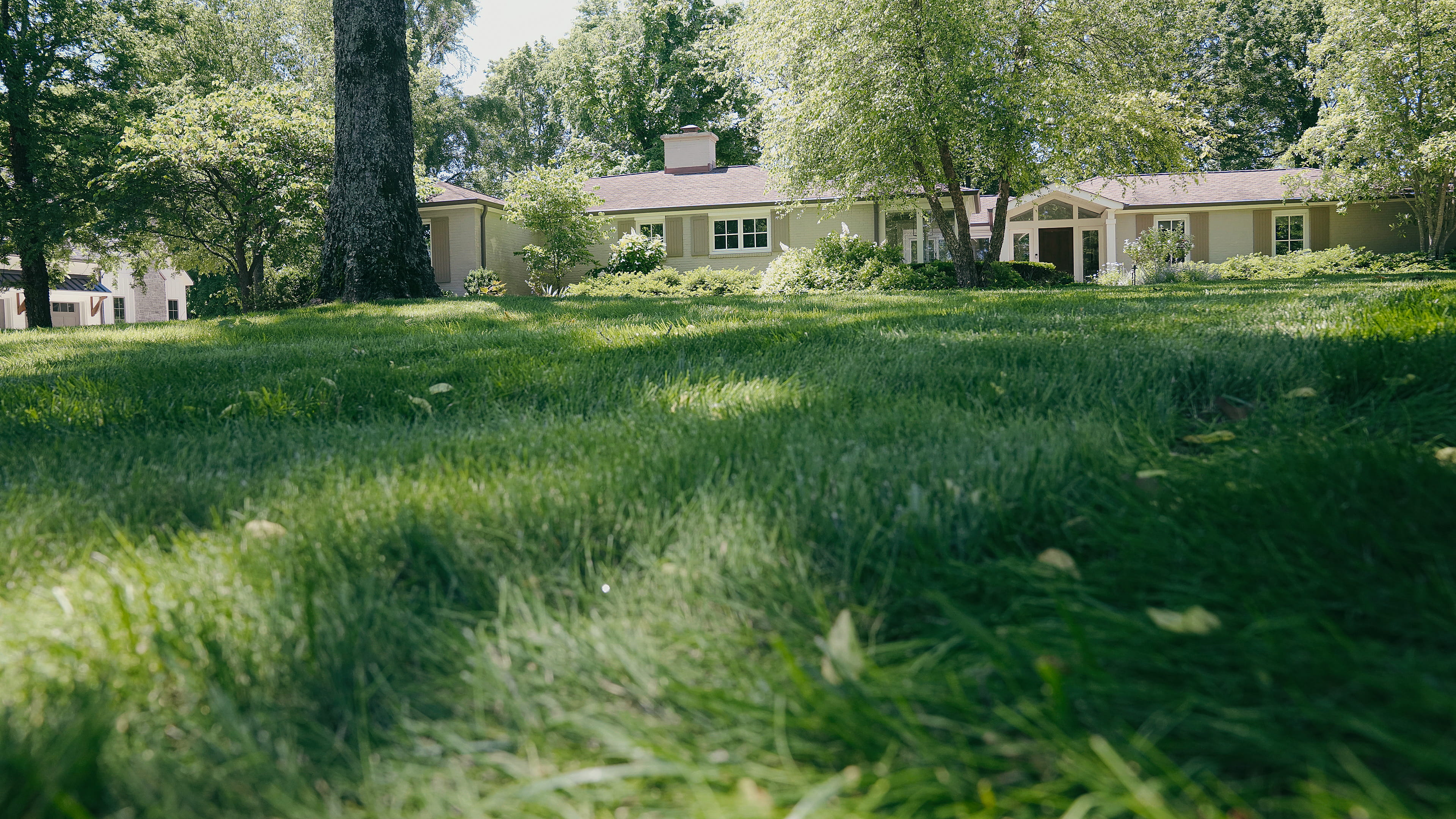 Ground-level view of a thick lawn in Middle Tennessee