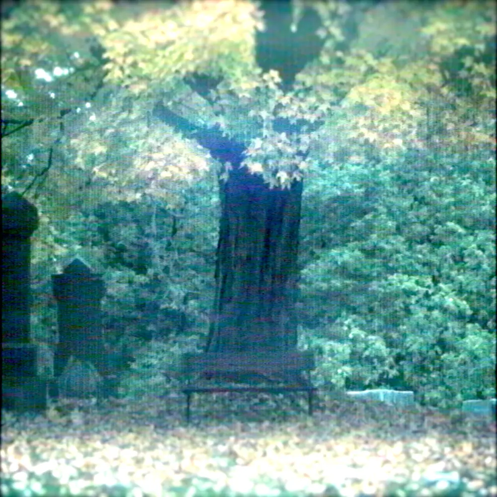 A cemetery bench in front of a large tree with lush green and yellow foliage during autumn, surrounded by fallen leaves on the ground.