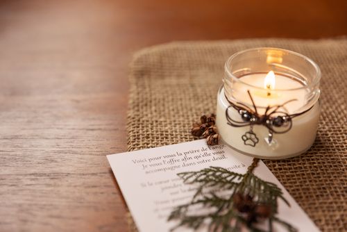Portrait chien mélange de berger australien et de bouvier bernois.