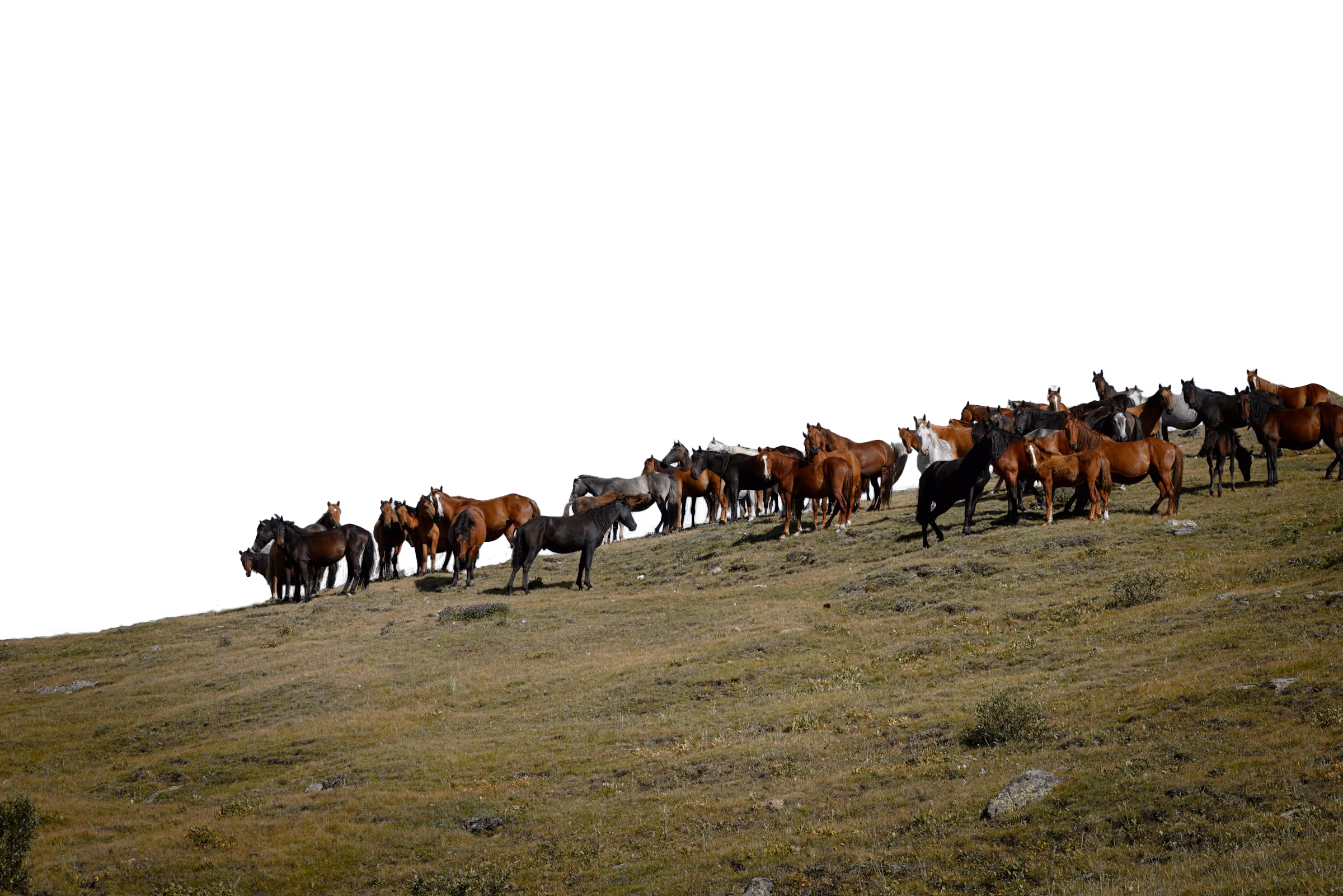 A photo of a herd of horses on a hill.
