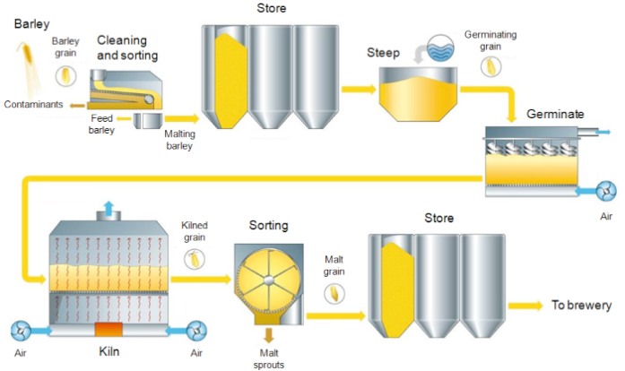 The different steps of the malting process