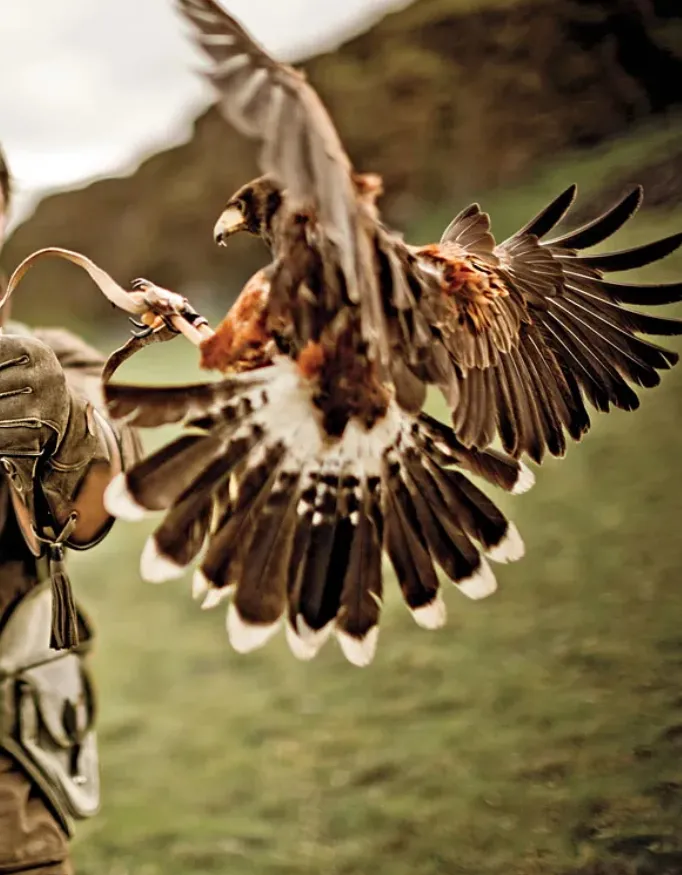 A falcon landing on the arm of a falconer.