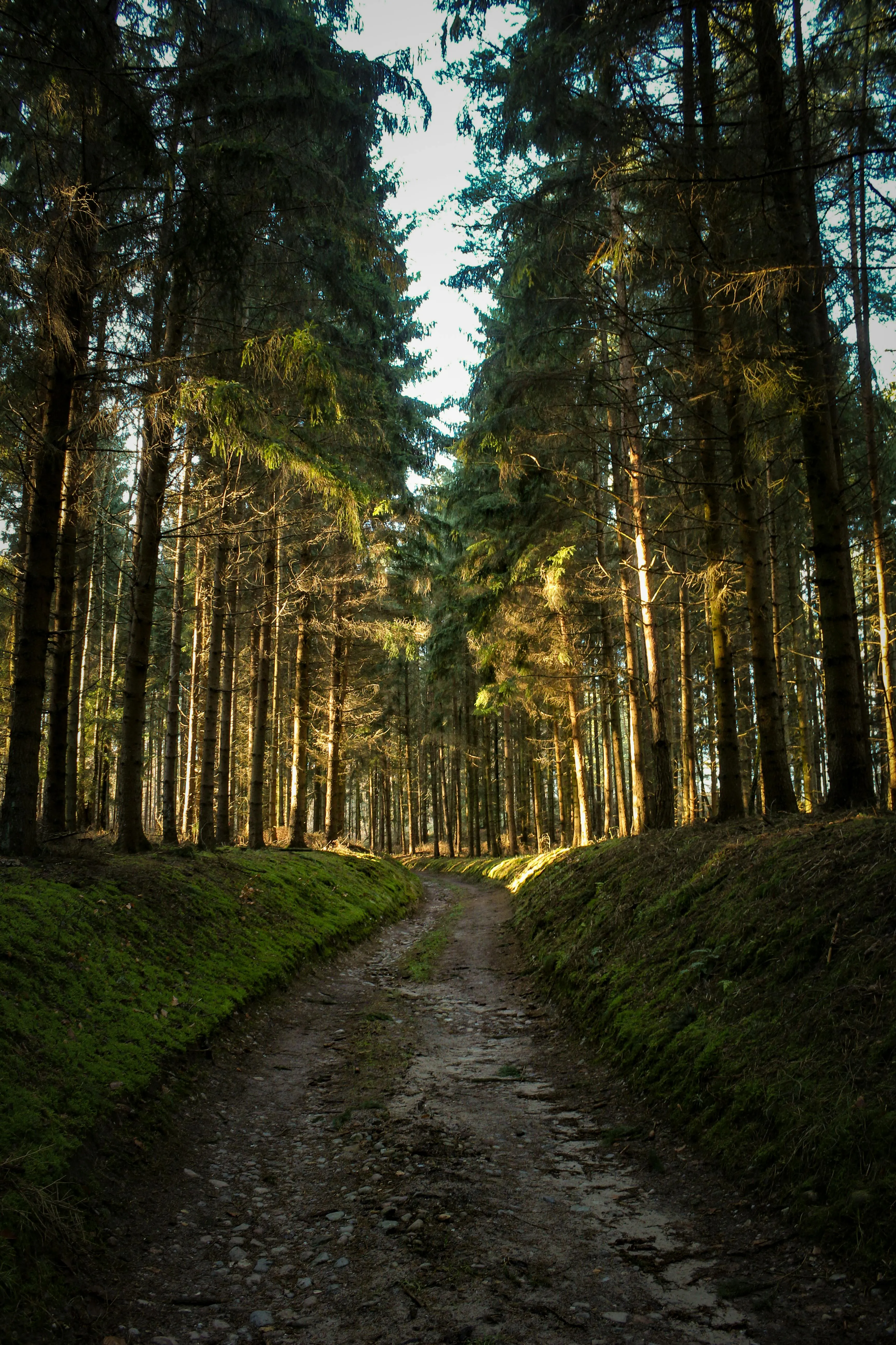 A path through a forest in Norway.